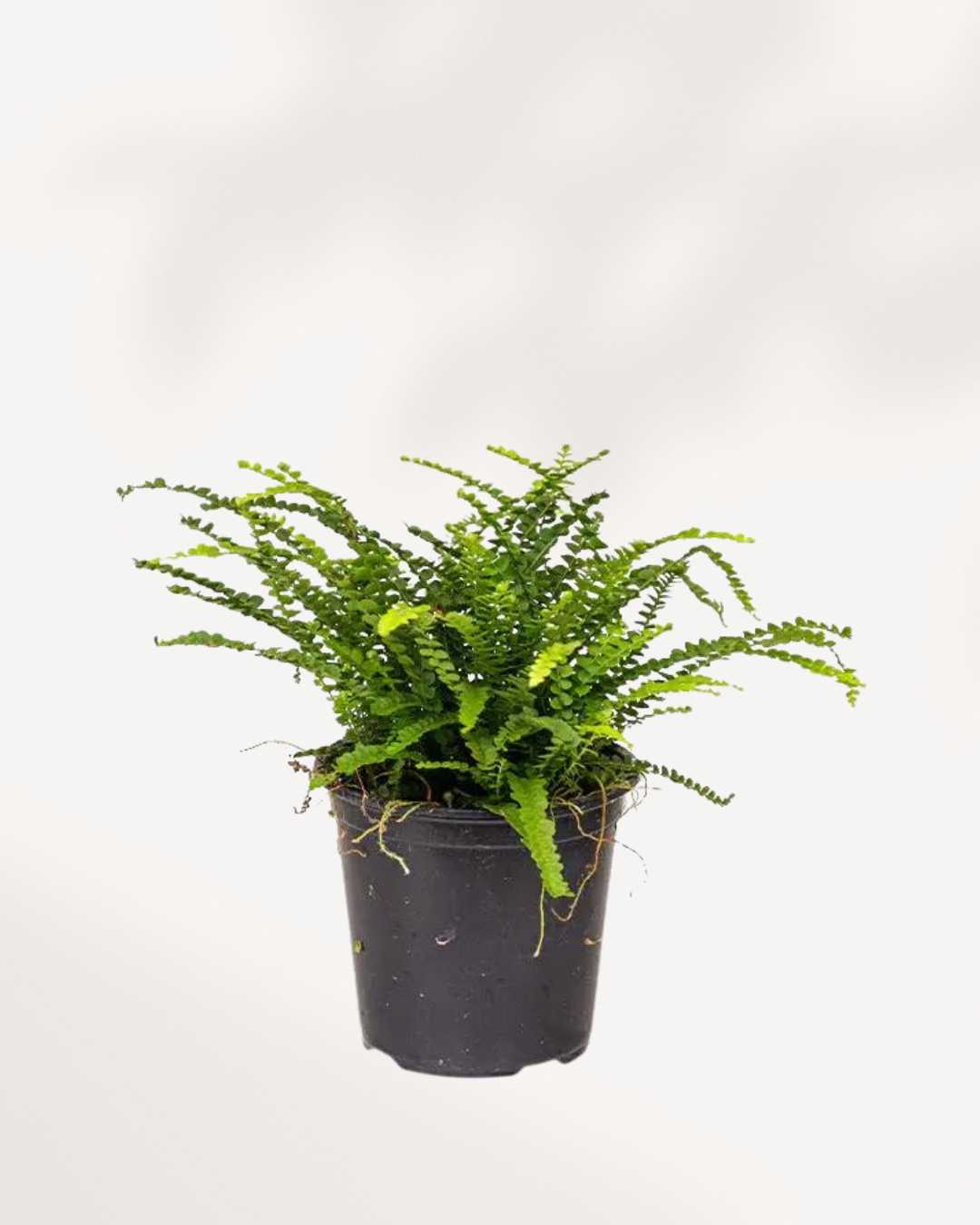 Lemon Button Fern